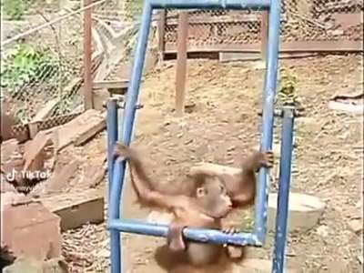 Poor Monkey