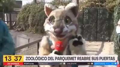 Linares OMEGALUL