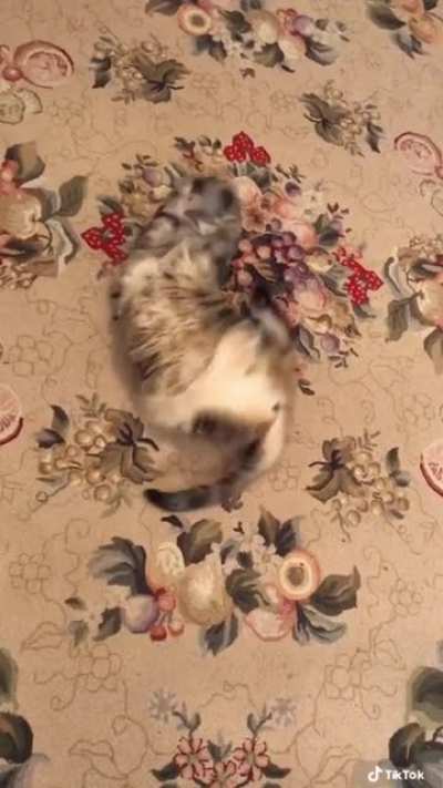 ฅ^•ﻌ•^ฅ another crazy cat video