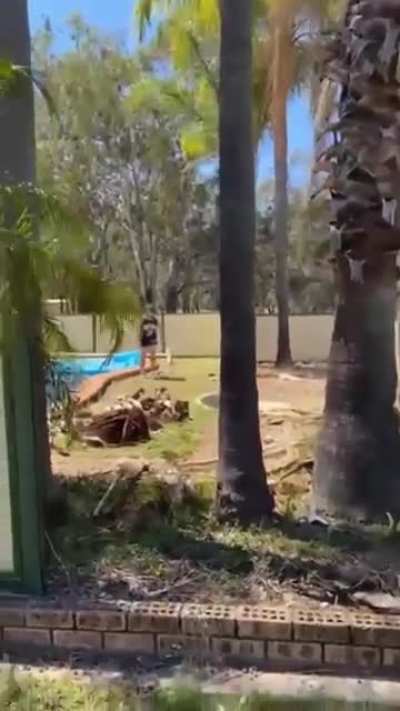Man vs Tree