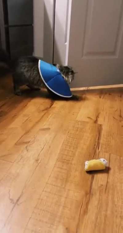 If I were a cat