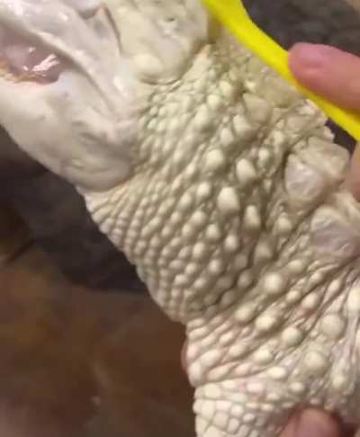 🔥 I’ve never seen an alligator so happy 😭