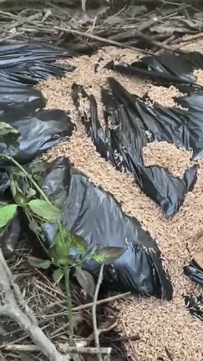 WTF did we find in the woods?