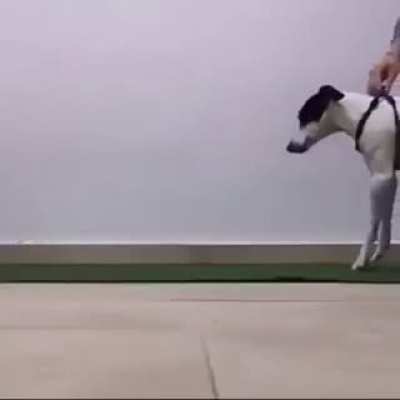 Disabled pup learns to walk again