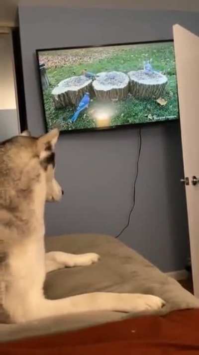 Humans..you seeing this shit?