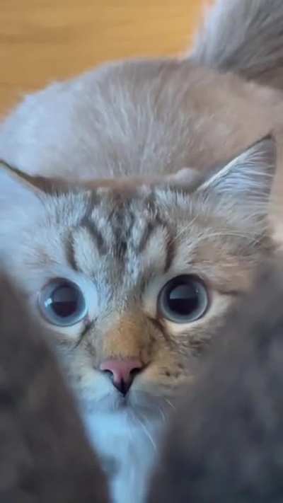 I’m lost when he has those attack eyes.