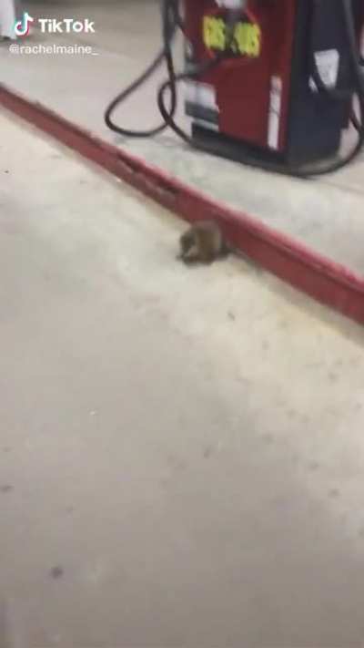 hello little rat