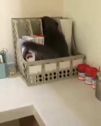 Excellent Hide & Seek player!!