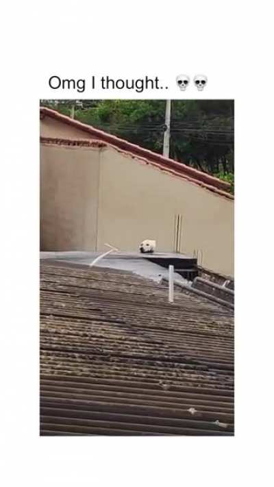 Dog in disguise