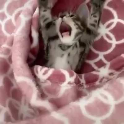 Просто милый котик, никакой полит<wbr>ики
