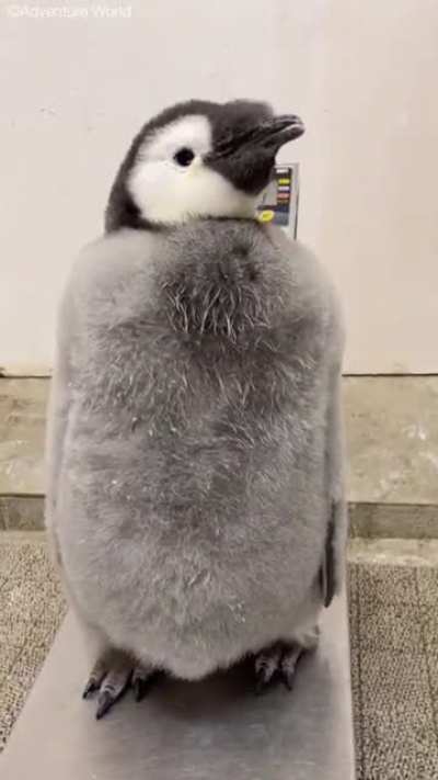 97 day old Emperor Penguin chick