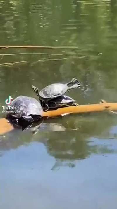 Dirty Dancing turtle