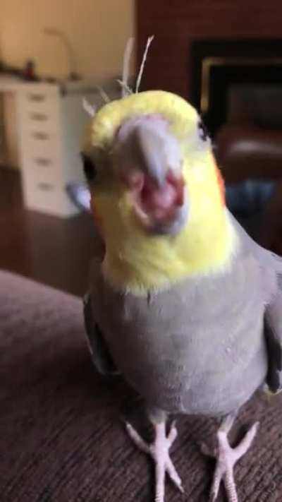 My very happy ‘tiel singing his heart out