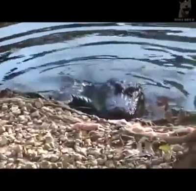 Cats being cats