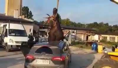 Driver Survived