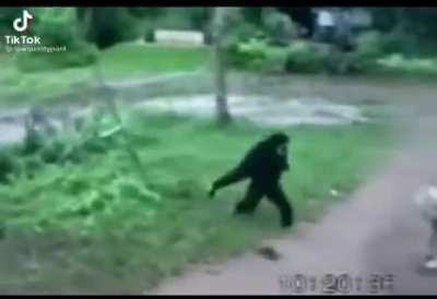 Helicopter Monkey
