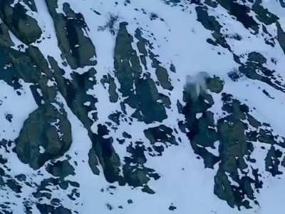 Snow Leopard goes over cliff chasing a goat.