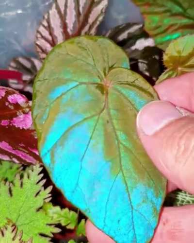 This plant has a shiny blue tint on it