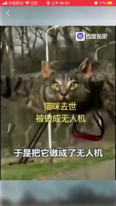 是🐱吗？