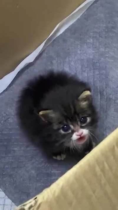 Can you just pick me up and love me forever