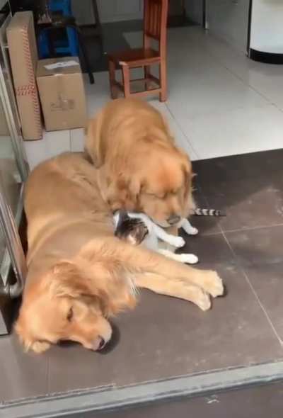 Pupper Blanket
