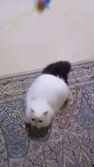 my naughty boy