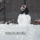 Pandas has to be the goofiest animals