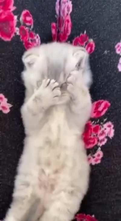 Good morning kitty!