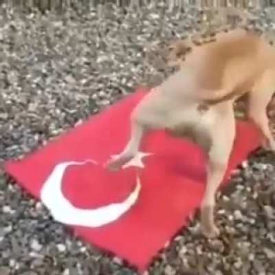 average Greek dog