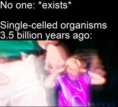 Life: the beginning