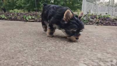Orion a Traditional Yorkie boy. Out for a little walk, learning the world. While waiting for someone to call home. This guy is looking to stay small. He really is a perfect little package.