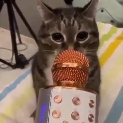 any cat translator?