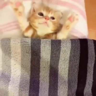 Kitty gets tucked into bed