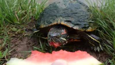 a response to the cat eating watermelon post - turtles eating a watermelon, even cuter. (from the youtube channel 