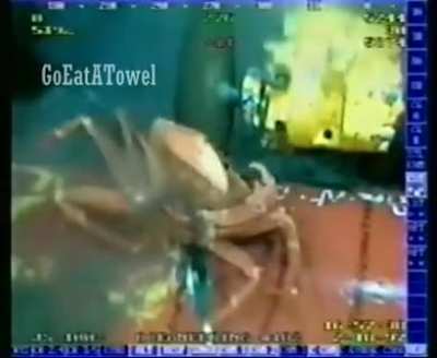 Haha crab go brrrrr