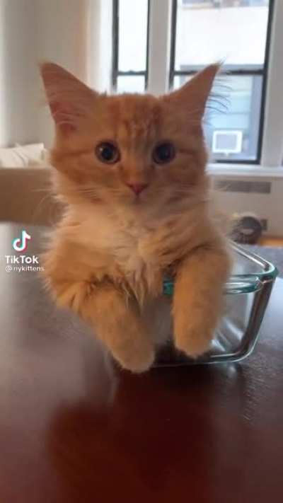 the perfect loaf of bread 🍞 (not my video)