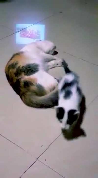 Baby Cat Funny Video