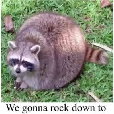 CHONK BOI