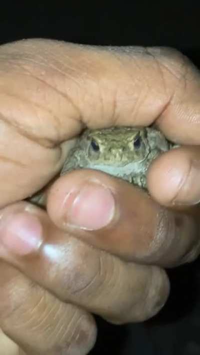 Froggy mcfrogface