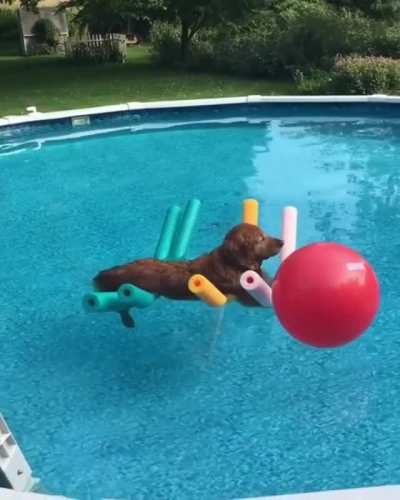 Good boi chilling
