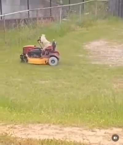 oh hell naw, dis damn dog is evolving at too accelerated of a rate