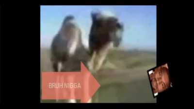 First arabfunny video freed<wbr>ownlo<wbr>ad.mp<wbr>3