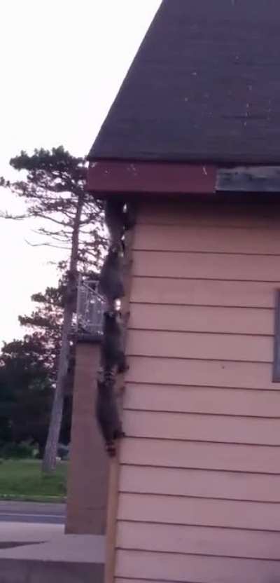 A gang of robber raccoons on a secret mission