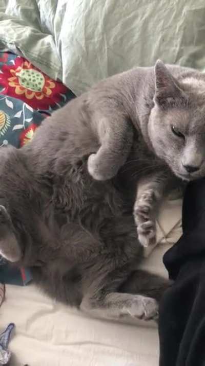 Tell me you want belly rubs without telling me you want belly rubs