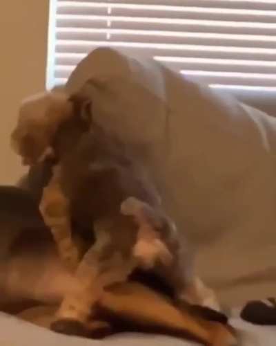 Please no, not me! Please!