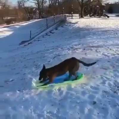 Собакат