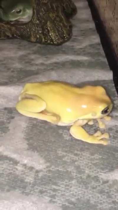 Freg