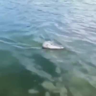 RC Aligator