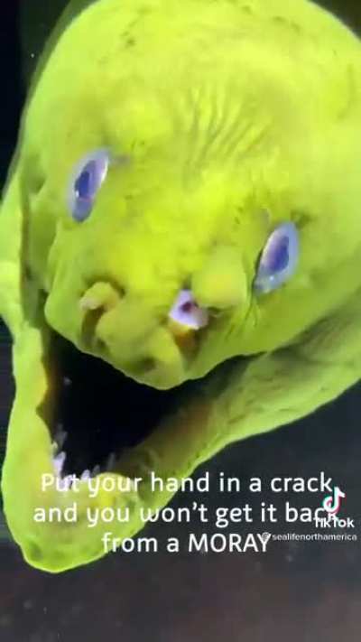 that’s a MORAY
