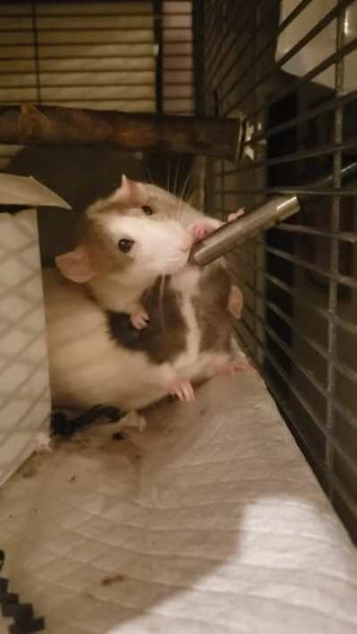 Two 'Fer